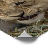 Cheetah Cubs spelen Poster (Hoek)