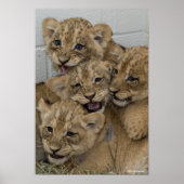 Cheetah Cubs spelen Poster (Voorkant)