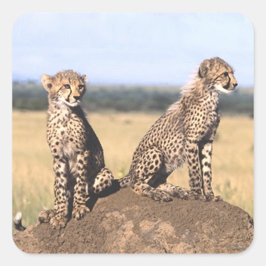 Cheetah Cubs Vierkante Sticker (Voorkant)