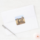 Cheetah Cubs Vierkante Sticker (Envelop)