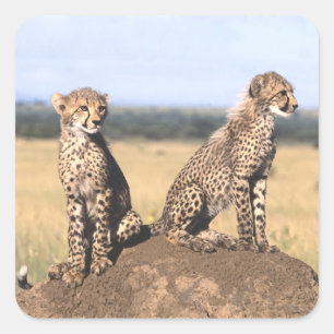 Cheetah Cubs Vierkante Sticker
