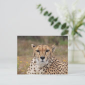 Cheetah die naar je staart briefkaart (Staand voorkant)