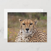 Cheetah die naar je staart briefkaart (Voorkant / Achterkant)