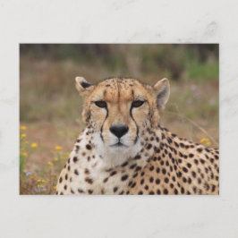 Cheetah die naar je staart briefkaart