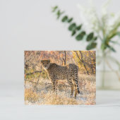Cheetah die rond kijkt briefkaart (Staand voorkant)