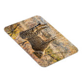 Cheetah die rond kijkt magneet (Rechterzijde)