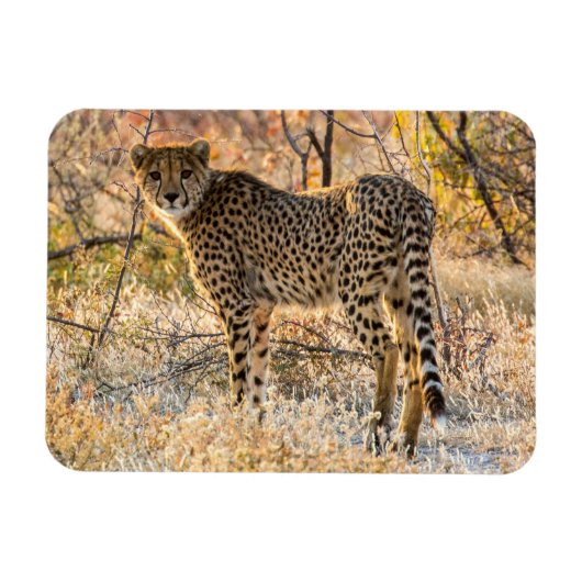 Cheetah die rond kijkt magneet (Horizontaal)