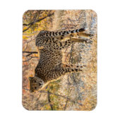 Cheetah die rond kijkt magneet (Verticaal)