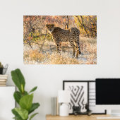 Cheetah die rond kijkt poster (Thuiskantoor)