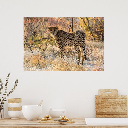 Cheetah die rond kijkt poster (Keuken)