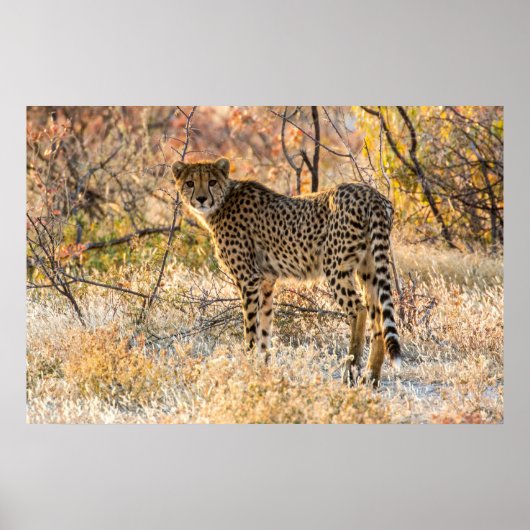 Cheetah die rond kijkt poster (Voorkant)