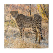 Cheetah die rond kijkt tegeltje (Voorkant)