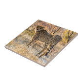 Cheetah die rond kijkt tegeltje (Zijkant)