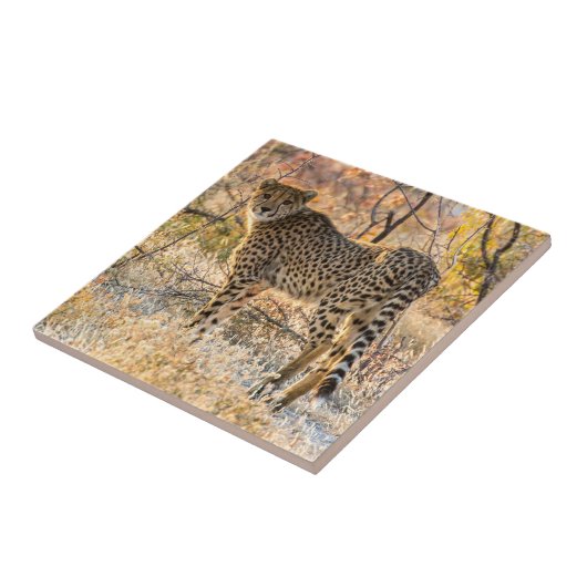 Cheetah die rond kijkt tegeltje (Zijkant)