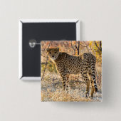 Cheetah die rond kijkt vierkante button 5,1 cm (Voorkant /achterkant)