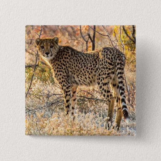 Cheetah die rond kijkt vierkante button 5,1 cm (Voorkant)