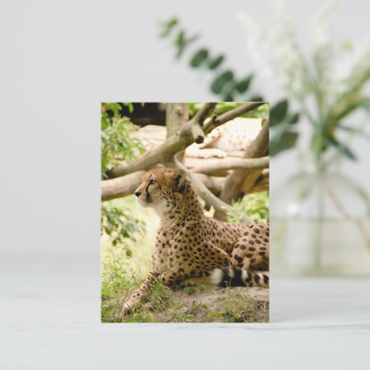 Cheetah die ver weg kijkt briefkaart (Staand voorkant)