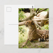 Cheetah die ver weg kijkt briefkaart (Voorkant / Achterkant)