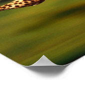 Cheetah die zijn prooi jaagt poster (Hoek)