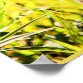 Cheetah, dier van de kattenfamilie poster (Hoek)