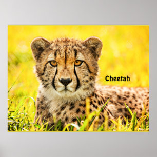 Cheetah, dier van de kattenfamilie poster