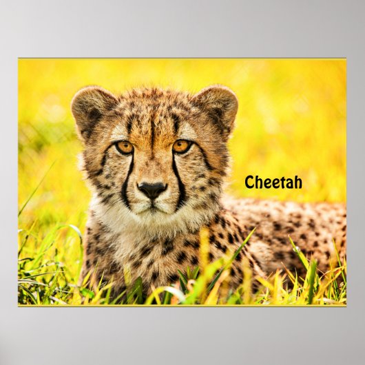 Cheetah, dier van de kattenfamilie poster (Voorkant)