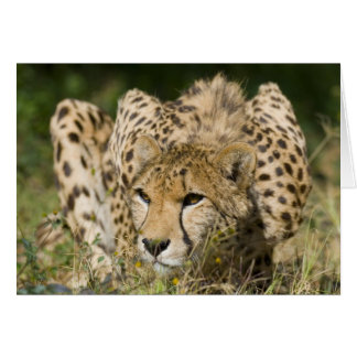 Cheetah Down Low