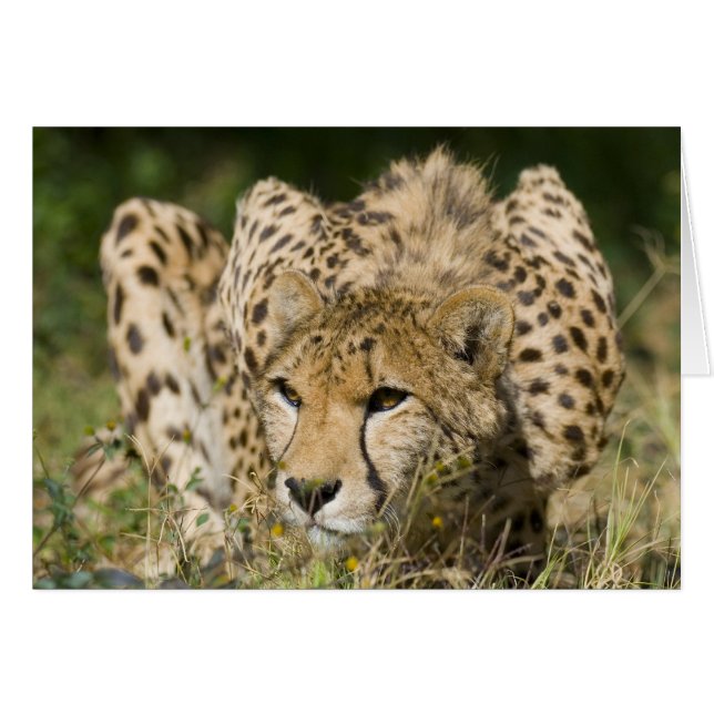 Cheetah Down Low (Voorkant Horizontaal)