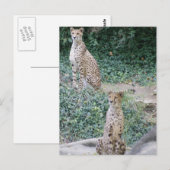 CHEETAH - DUBBEL LIJDEN BRIEFKAART (Voorkant / Achterkant)
