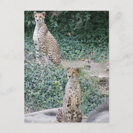 CHEETAH - DUBBEL LIJDEN BRIEFKAART (Voorkant)