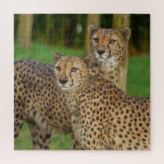 Cheetah Duo Legpuzzel (Verticaal)