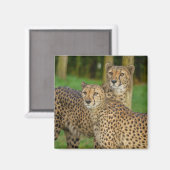 Cheetah Duo Magneet (Voorkant / Achterkant)