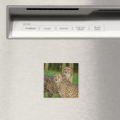 Cheetah Duo Magneet (Insitu (Vaatwasser))