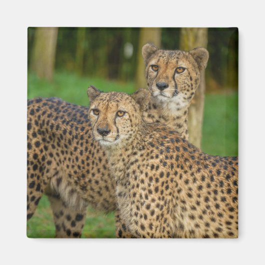 Cheetah Duo Magneet (Voorkant)