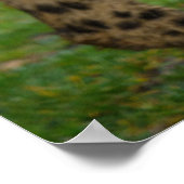 Cheetah Duo Poster (Hoek)