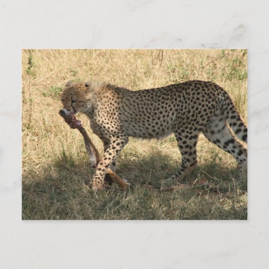 Cheetah eet briefkaart (Voorkant)