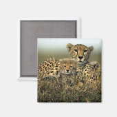 Cheetah en Cub Magneet (Voorkant / Achterkant)