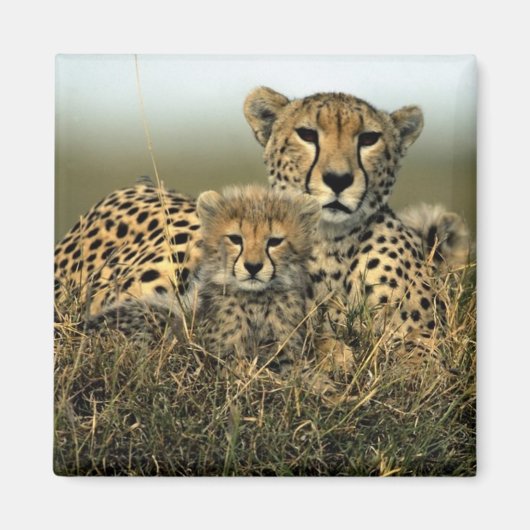 Cheetah en Cub Magneet (Voorkant)