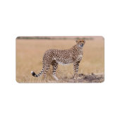 Cheetah Etiket (Voorkant)