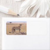 Cheetah Etiket (Insitu)