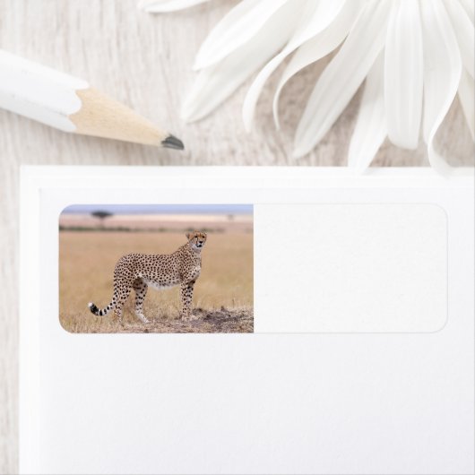 Cheetah Etiket (Insitu)
