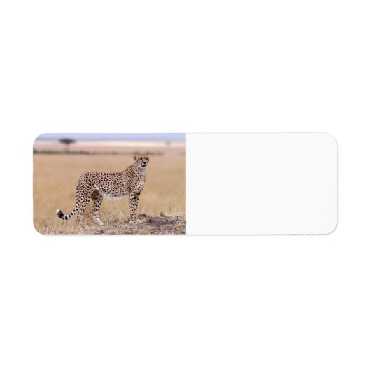 Cheetah Etiket (Voorkant)