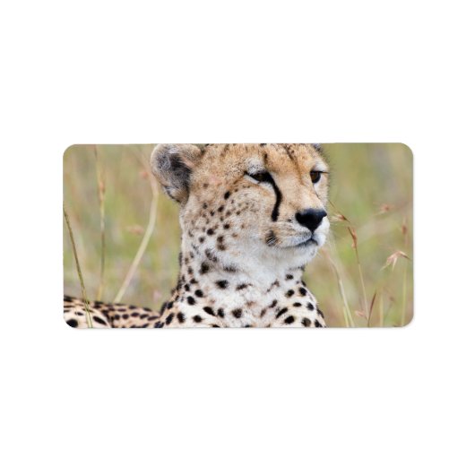 Cheetah Etiket (Voorkant)