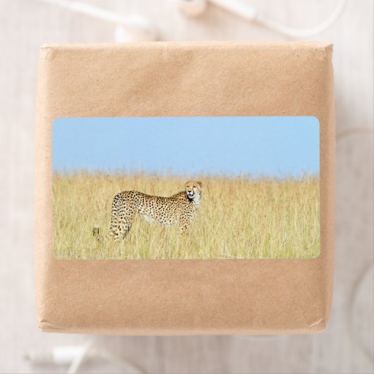 Cheetah Etiket (Insitu)