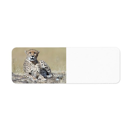 Cheetah Etiket (Voorkant)