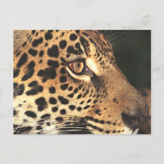 Cheetah Face Briefkaart (Voorkant)