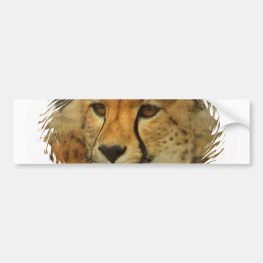 Cheetah Face Bumpersticker (Voorkant)