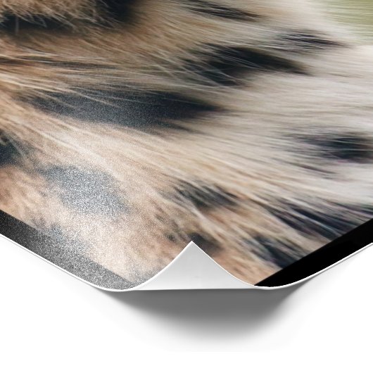 Cheetah Face Foto Afdruk (Hoek)