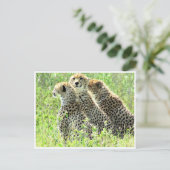 cheetah-familie briefkaart (Staand voorkant)