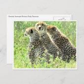 cheetah-familie briefkaart (Voorkant / Achterkant)